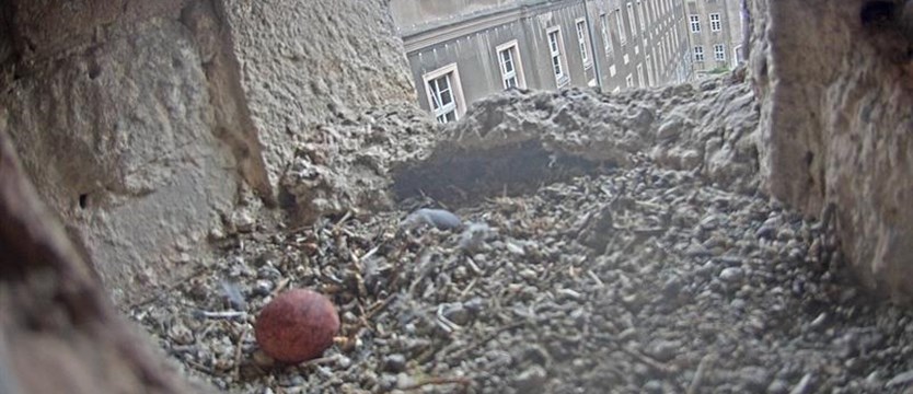 Pustułki wróciły do domu. Pierwsze jajo w gnieździe w szczecińskim magistracie