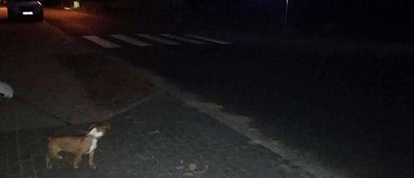 Stargard w strefie mroku. Mieszkańcy czekają na sprawne latarnie