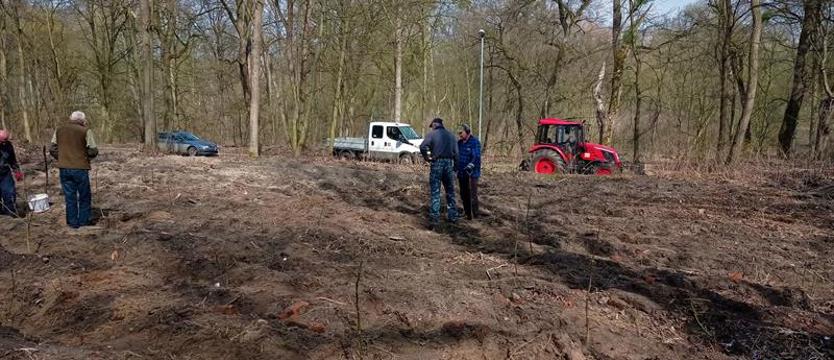 Jakie nowe nasadzenia? Magistrat przedstawia niepokojące dane