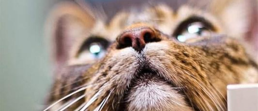 W Światowy Dzień Kota. Karma i gratis