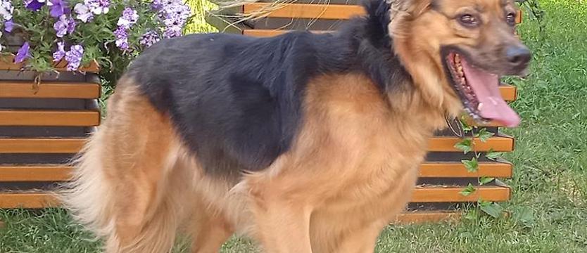 Słodki Chips dla przyjaciela