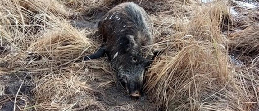 Nieludzkie zagrożenie. ASF nie odpuszcza – wciąż zbiera śmiertelne żniwo