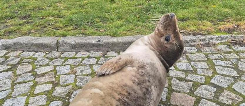 Nietypowy gość w marinie