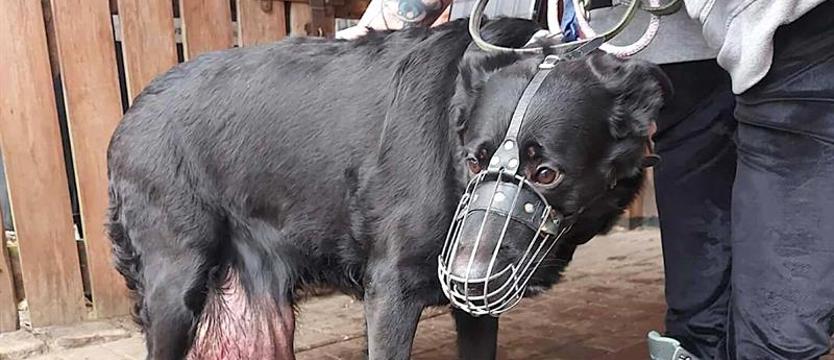 Cierpienie niewidzialnego psa