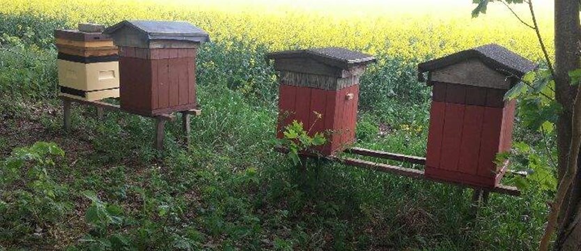 Pszczoły i ule w rękach złodzieja