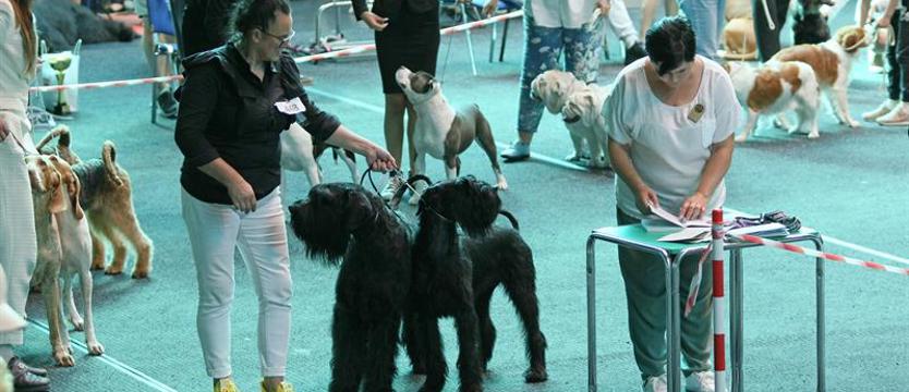 Wielka wystawa psów
