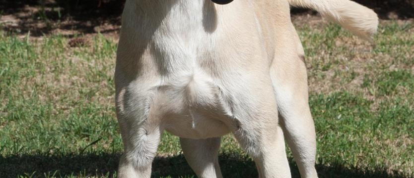 Wesoły Bard i biszkopty