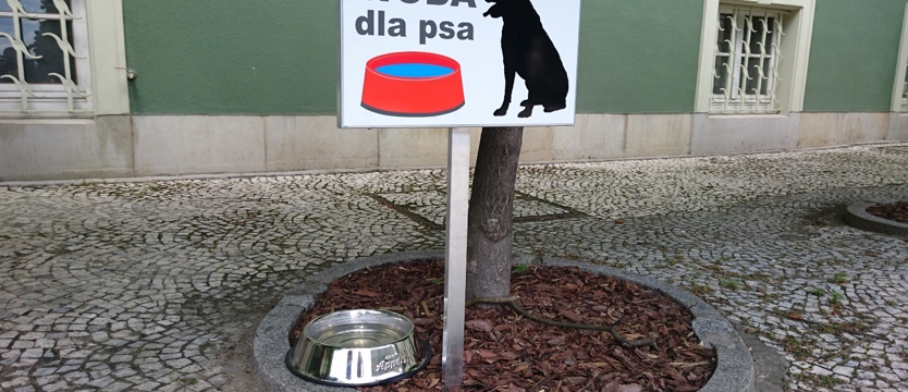 Świeża woda dla czworonogów