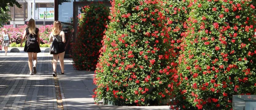 Ile znaczy głos szczecinian?