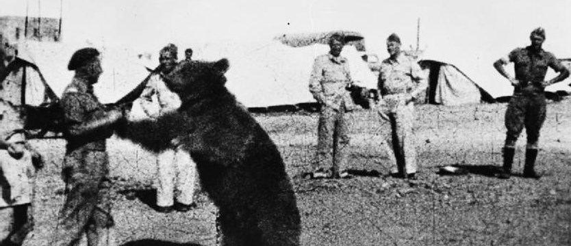 Niedźwiedź - żołnierz na Krzekowie