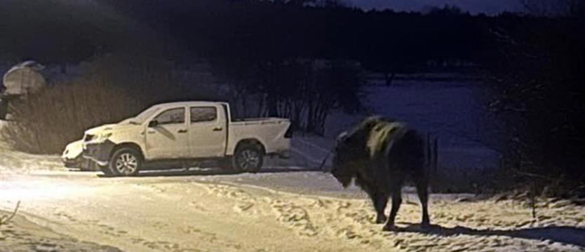 Nieproszeni goście z poligonu. Żubry znów zajrzały do Studnicy
