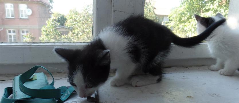 Busola i Bojek w potrzebie