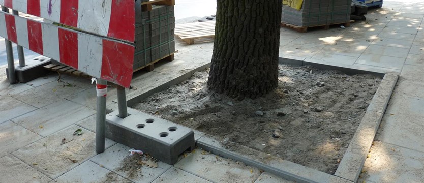 Chodnik, czyli drzewa w betonie