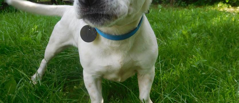 Fila, czyli żywe srebro