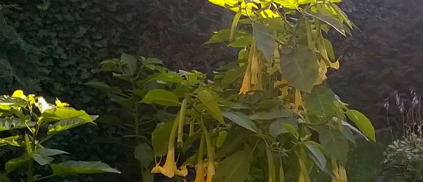 Piękny i niebezpieczny