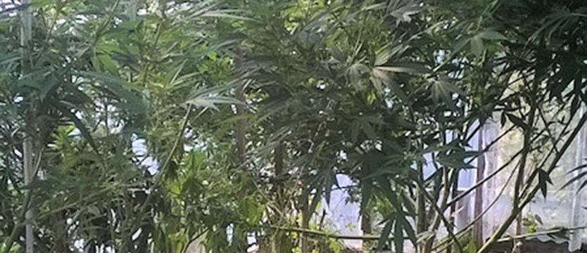 Plantacja marihuany 79-latka na własny użytek