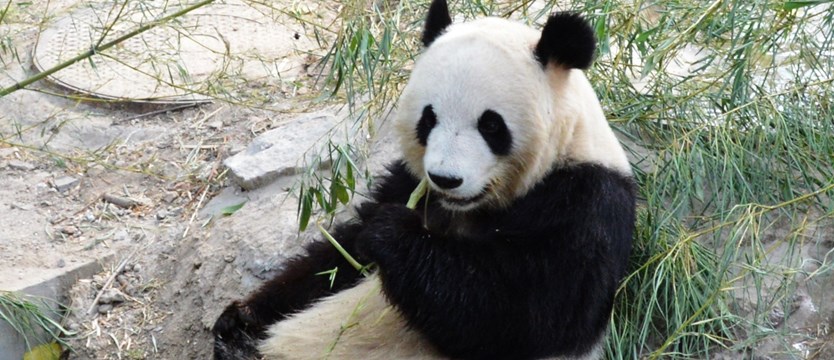 Najstarsza panda świętowała