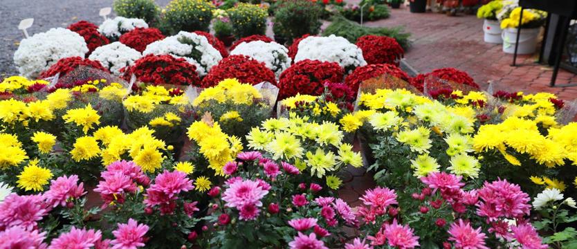 Chryzantemy i pamięć