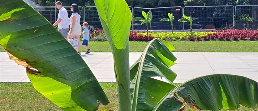 Każdy może zasadzić bananowca. Rozmowa z Ogrodniczką Miasta