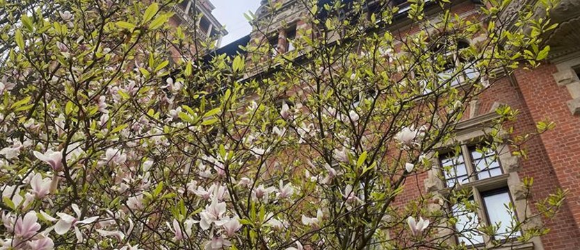 Zagłosuj na najpiękniejsze szczecińskie magnolie 2023 r.