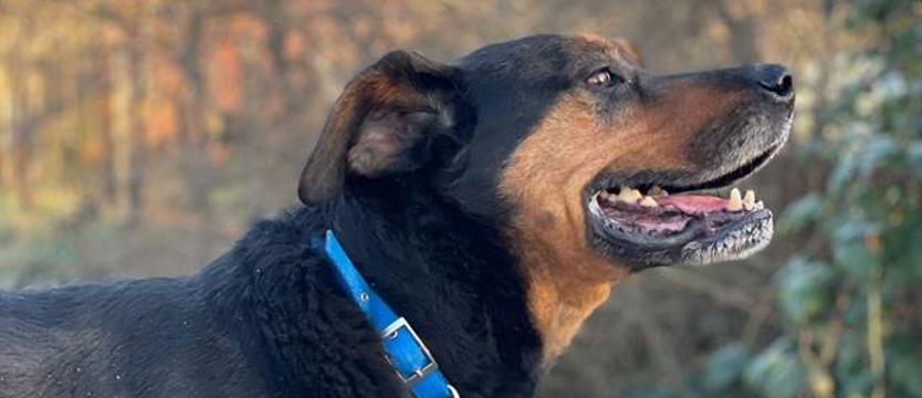 Weź mnie Kurierem do domu. Edgar w (wielkim) formacie przytulania