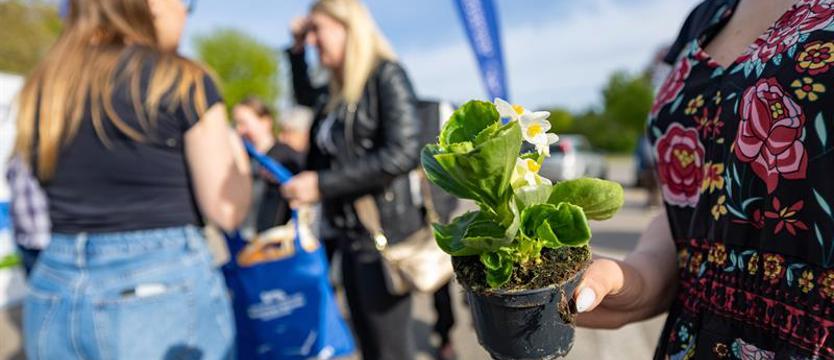 Świerki i kwiaty - za graty