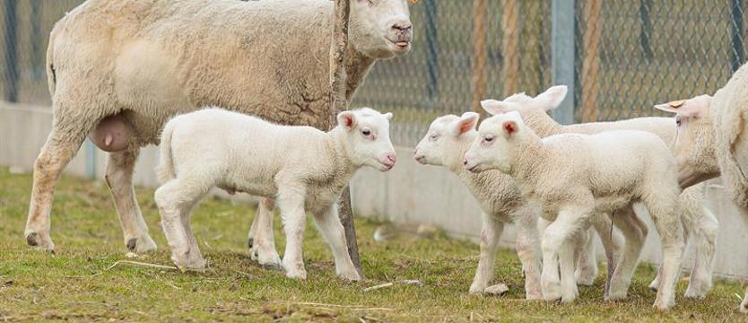 Cztery jagnięta przyszły na świat na szczecińskiej uczelni