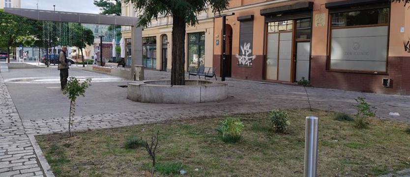 Południe społecznych ogrodników przy Ścianie Płaczu