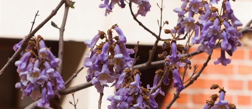 Jak chronić drzewa – podpowiedzą specjaliści