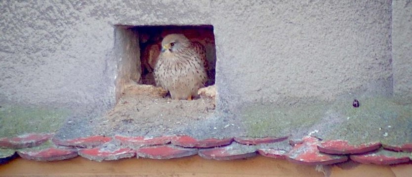 Pióra na urzędzie. Szansa na podglądanie ptasiej natury