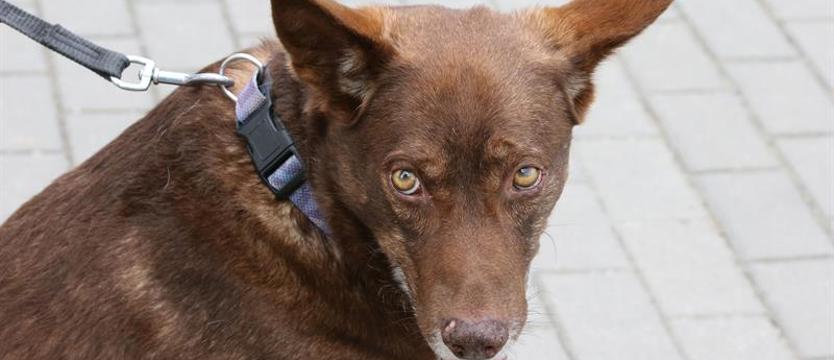Od stycznia zniknie opłata za psy. Gmina tylko traciła