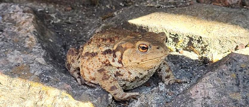Ropucha zablokowała inwestycję