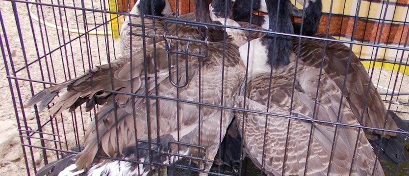 Nielegalna hodowla ptaków chronionych na terenie gminy Dobrzany. Właściciel stanie przed sądem