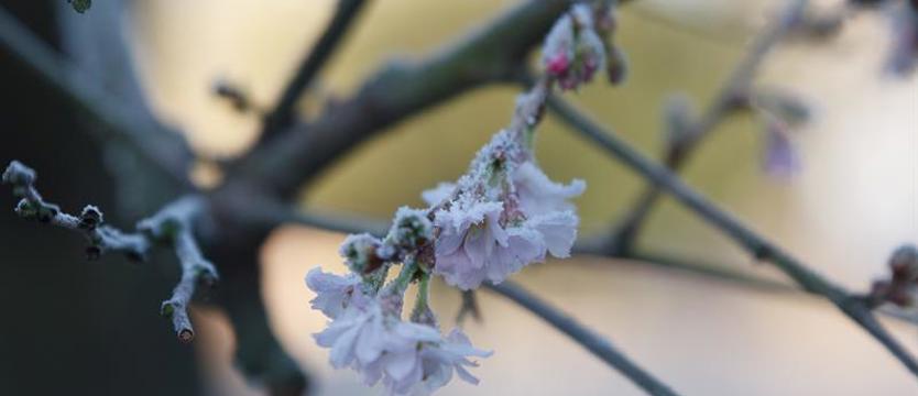 Uwaga na przymrozki w nocy z wtorku na środę