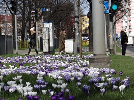 Szczecin kwiatami stoi!