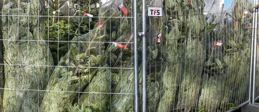 Napadli sprzedawców choinek