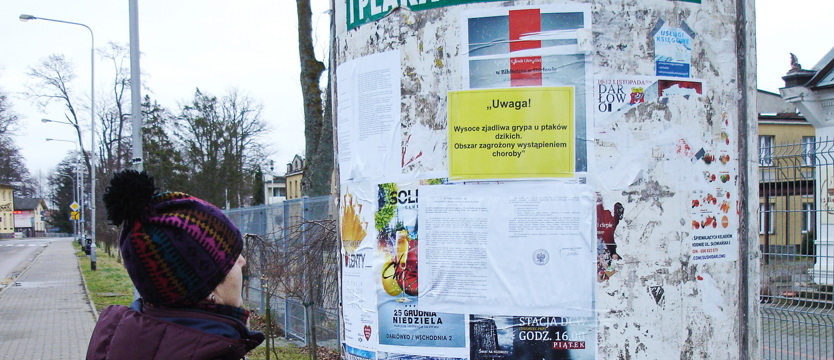 Wirus ptasiej grypy zagraża