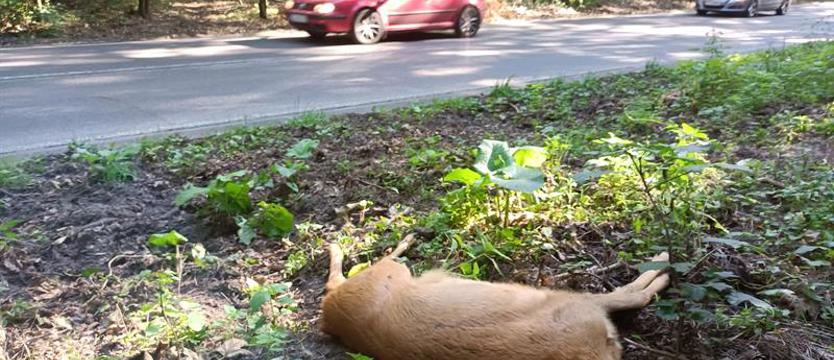 Martwe zwierzę na drodze. Zadzwoń, ostrzeż innych kierowców