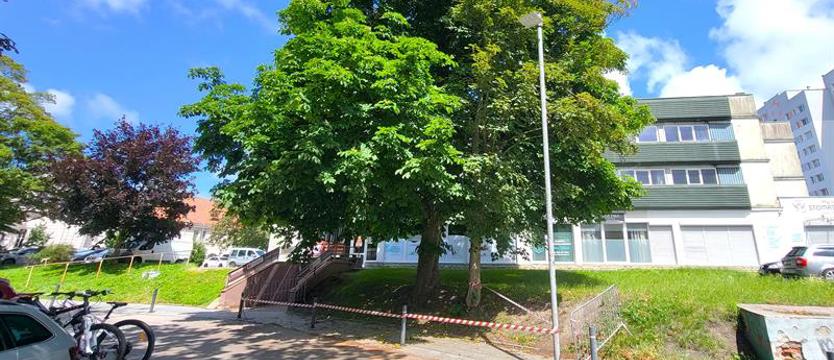 Eksperci nie mają wątpliwości. Drzewa do wycinki