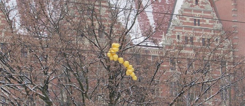 Drzewo balonowe