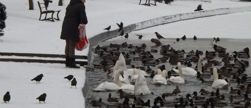 Ptasia grypa nad Trzesieckiem