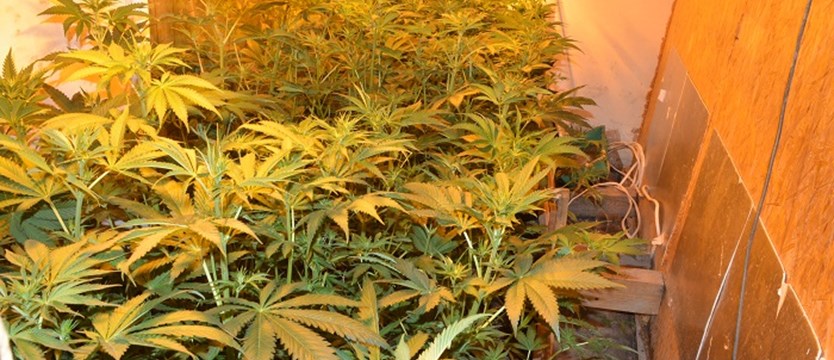 Kolejna plantacja marihuany zlikwidowana