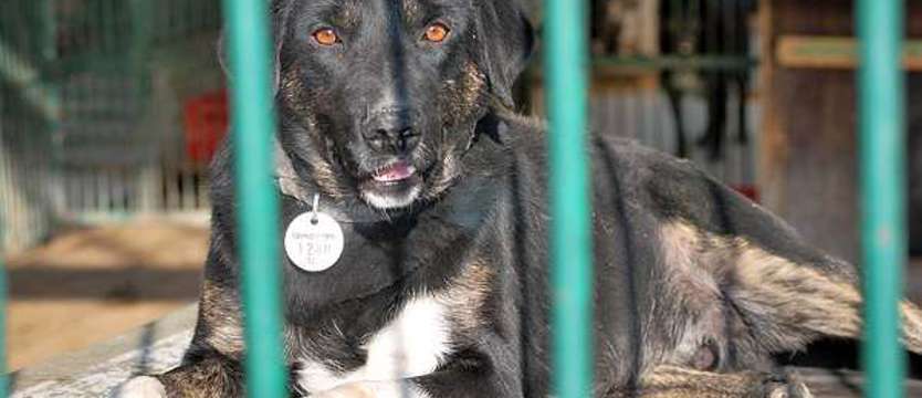 „M" jak miłość i jak Mango (film)