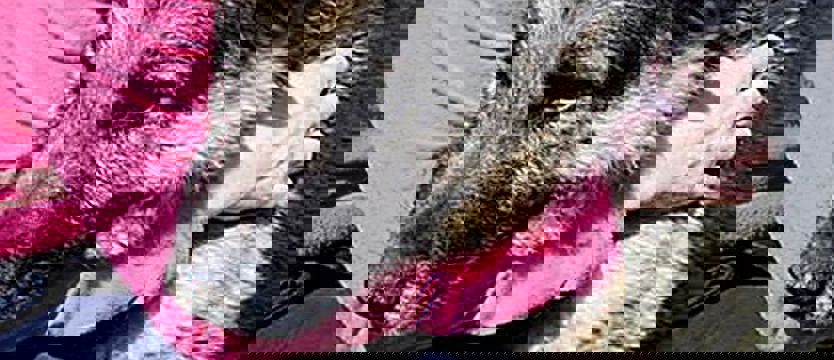 Miśka ślepy los (film)