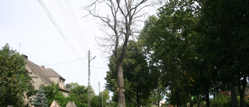 Kto zatruł jesiony?
