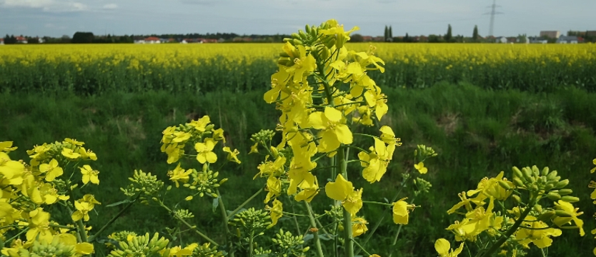 Nieuczciwy znajomy