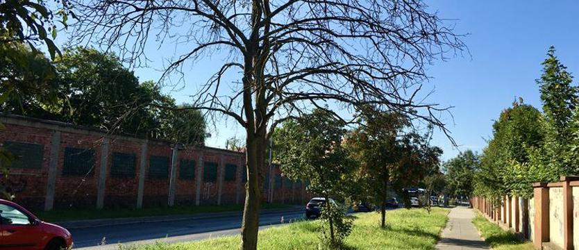 Na obrzeżach Pogodna drzewa na… wymarciu