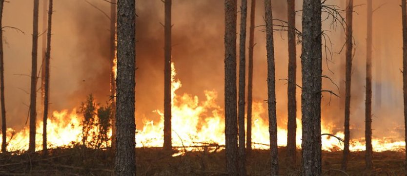Wielki pożar lasu pod Warszawą próbuje opanować 400 strażaków z 75 pojazdami