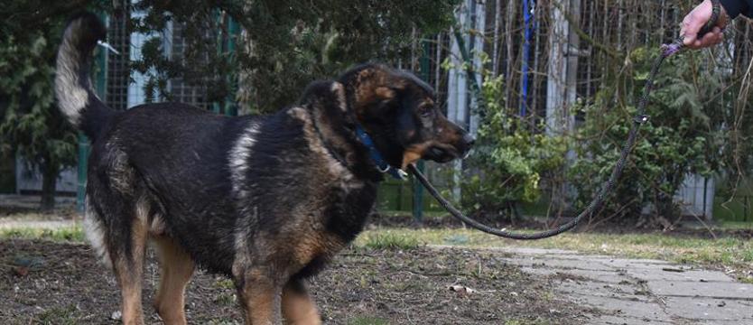 Weź mnie KURIEREM do domu. Atos - jeden za wszystkich?