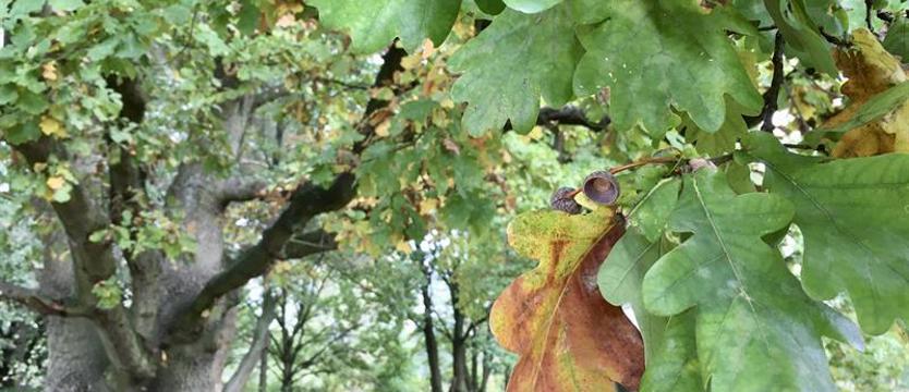 Na Jasnych Błoniach w niedzielę. Komiksy, książki i dęby
